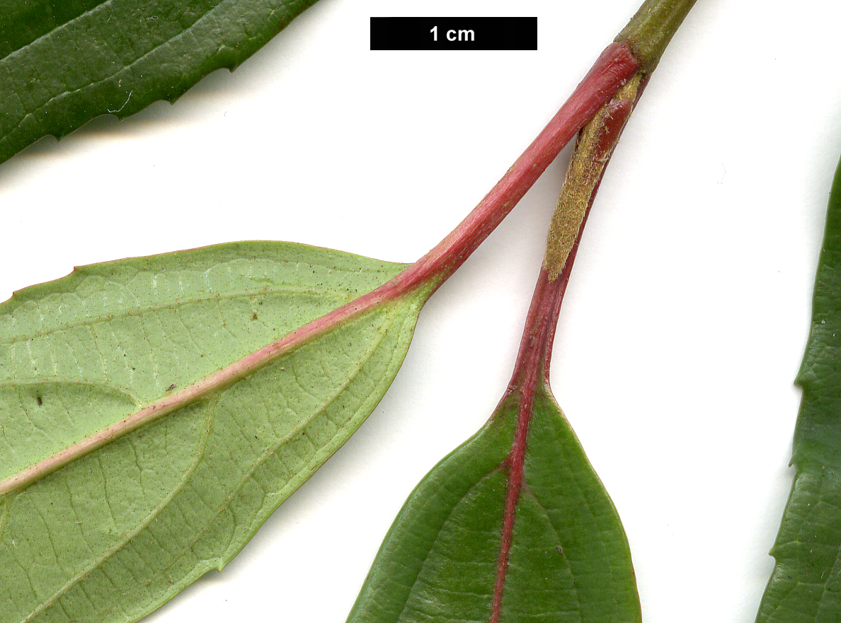 High resolution image: Family: Adoxaceae - Genus: Viburnum - Taxon: ×hillieri - SpeciesSub: 'Winton' (V.erubescens × V.henryi)